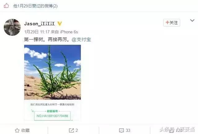 支付宝小树怎么样了